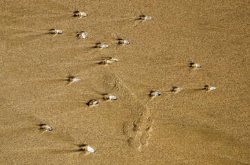 Many small seashells scattered on golden sandy beach surface with sunlight creating natural summer coastal pattern