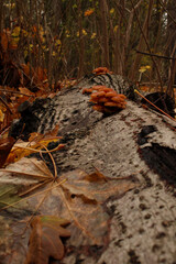 autumn in the forest