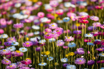 Beautiful paper daisy flowers in springtime.