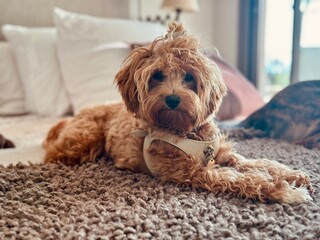 Cute Puppy Lying on Bed and Looking Up – Sweet and Calm Pet Moment Indoors.