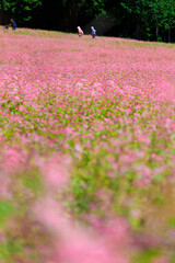 森のふもとに広がる赤そばの花畑と優しいピンクのじゅうたん