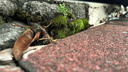 moss and dry leaves on the rocks