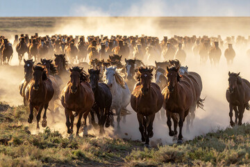 Herd of horses running in the pasture