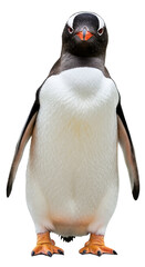Penguin with transparent png  background