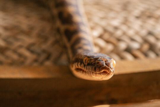 Close up of Stimson Python