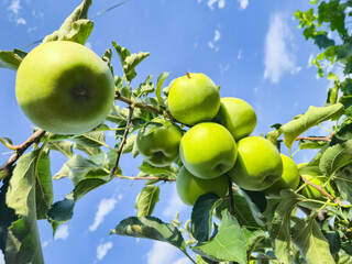 Green apples on a branch ready to be harvested, outdoors, selective focus
