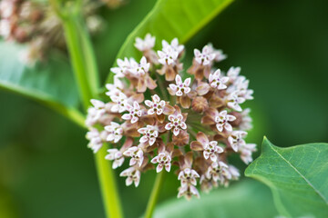 Asclepias syriaca. flower buds of a common milkweed
