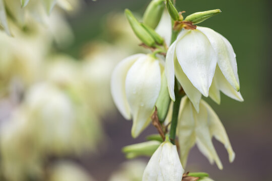 Yucca beauty. Powerful flower stalks. Flowering of hundreds of white bells