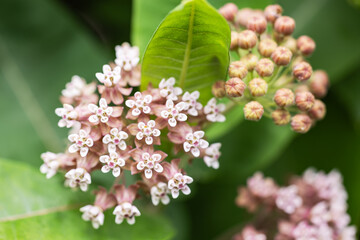 Asclepias syriaca. Green flower buds of a common milkweed