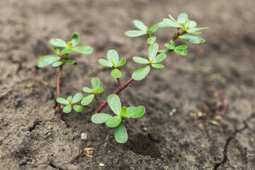 Purslane Portulaca oleracea growing in the ground