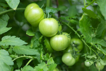 Fresh green tomato. Tomato plant and leaves