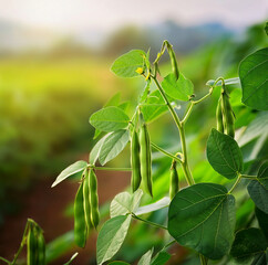 Fototapeta premium Fresh mung bean (Vigna radiata) plant with green pods and vibrant leaves growing in a field under sunlight, showcasing healthy legume cultivation in natural agricultural environment.