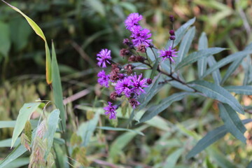 lavender in the garden