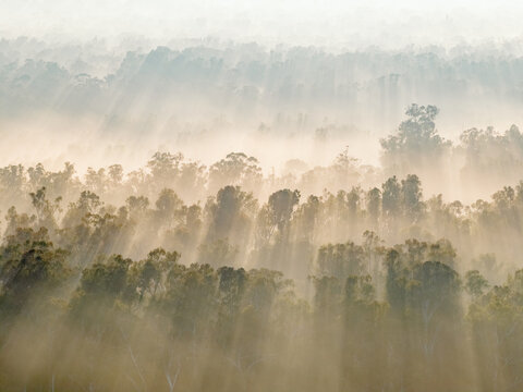 Aerial view of rays of dawn sunshine cutting through fog over a forest of gum trees at Moama, NSW