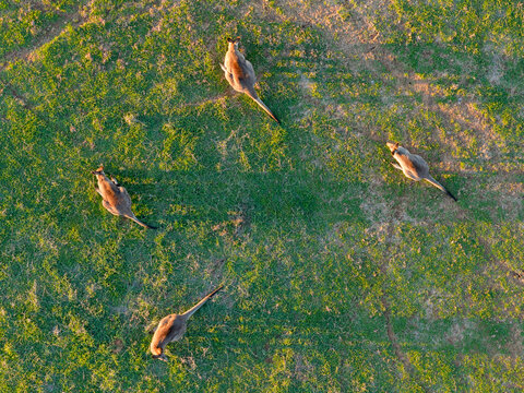 Aerial view of kangaroos in a green pddock in golden sunshine at Moama