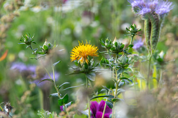 Färberdistel (Carthamus tinctorius) Blüte in Sommerwiese mit Phacelia (Phacelia tanacetifolia),...