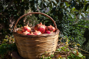 Basket of Ripe Pomegranates in Natural Light