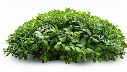 lush green dense bush with small oval leaves isolated on white background