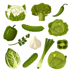 Green vegetables. Farm produce collection. Cauliflower, cabbage, bok choy, broccoli, onion, pepper, and cucumber. Vector set of vegan products.