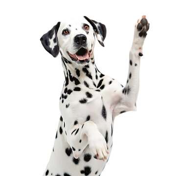 A dalmatian dog with black spots standing on its hind legs and raising its paw on a black background