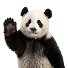 A panda bear waving with its paw raised in the air against a black isolated background in a studio shot