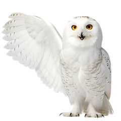 Fototapeta premium A snowy owl with yellow eyes and white feathers extending its wing against a black background look