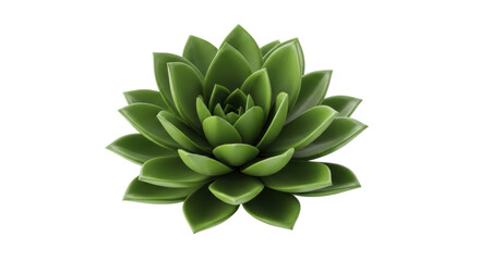 Isolated succulent rosette, an ornamental plant of the Crassulaceae family, minimal care style
