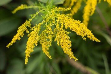 Canada goldenrod, Solidago canadensis yellow flowers closeup selective focus