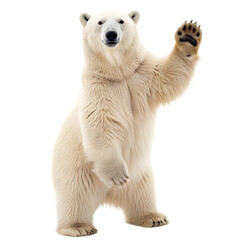 A polar bear standing on its hind legs with its right paw raised against a black background image view © CHAOURRI