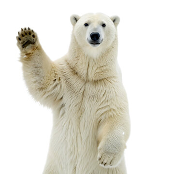 A polar bear standing on its hind legs with its right paw raised in a waving gesture on black background