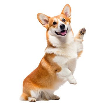 A corgi dog with white and brown fur standing up and waving its paw on a black background in a studio shot