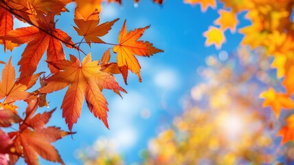 Vibrant Autumn Foliage Against a Bright Blue Sky in Stunning Natural Light