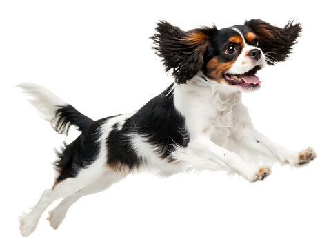 Happy cavalier king charles spaniel mid jump with ears flapping against a black background isolated