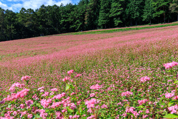 青空と赤そばの花が咲く長野県箕輪町の美しい田園風景