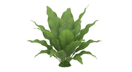 Isolated plant with green leaves, vibrant indoor home decoration, studio botanical object