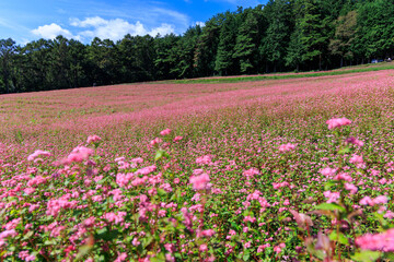 青空と赤そばの花が咲く長野県箕輪町の美しい田園風景