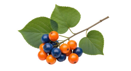 Isolated cluster of orange and blue berries growing from a twig with green leaves