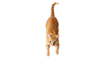 Isolated cat looking down, stretching forward; golden tabby domestic feline, no background