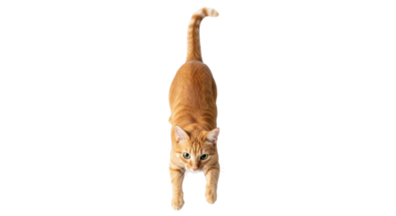 Isolated cat looking down, stretching forward; golden tabby domestic feline, no background