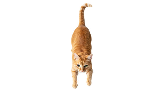 Isolated cat looking down, stretching forward; golden tabby domestic feline, no background