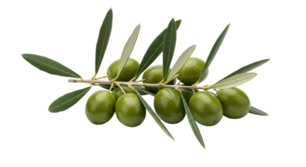 Isolated olive branch with green olives attached to the stem, beautiful leaves, close up