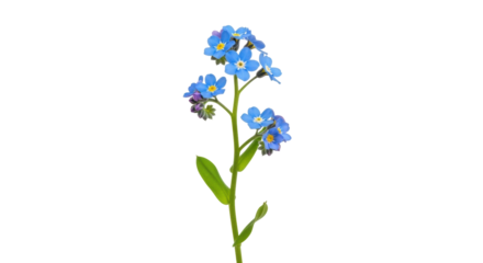 Isolated flowering forget-me-not plant features vibrant blossoms and fresh green leaves