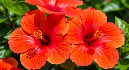 Vibrant Red Hibiscus Flowers in Full Bloom.