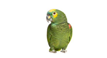 Isolated Green parrot on perch looking over shoulder, tropical bird with yellow crown