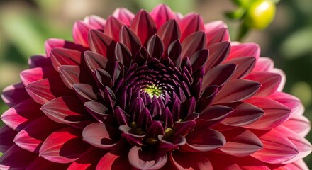 Beautiful Dark Red Dahlia Flower Blooming in the Garden.