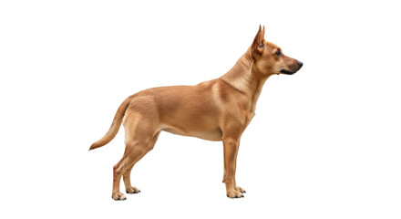 Isolated Carolina Dog standing side profile looking ahead patiently in studio light