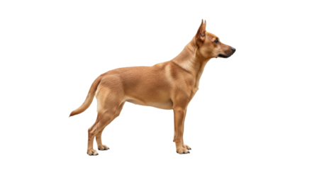 Isolated Carolina Dog standing side profile looking ahead patiently in studio light