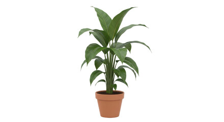Isolated spathiphyllum plant in a terracotta pot, fresh growth in summer, indoor greenery