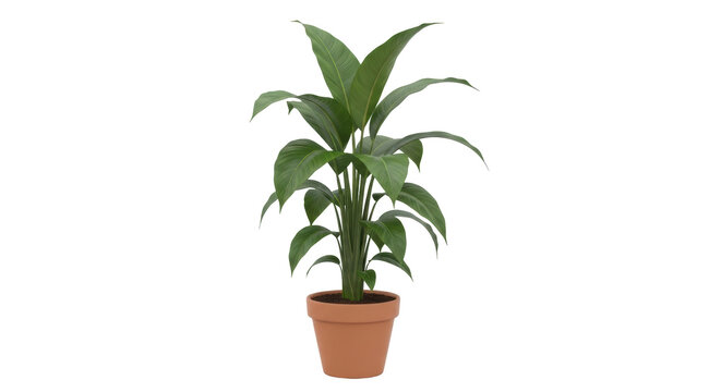 Isolated spathiphyllum plant in a terracotta pot, fresh growth in summer, indoor greenery