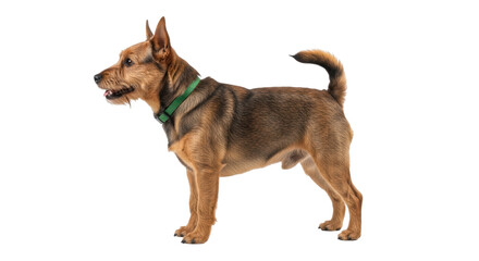 Isolated handsome dog standing outdoors wearing a green collar ready for a walk on a sunny day
